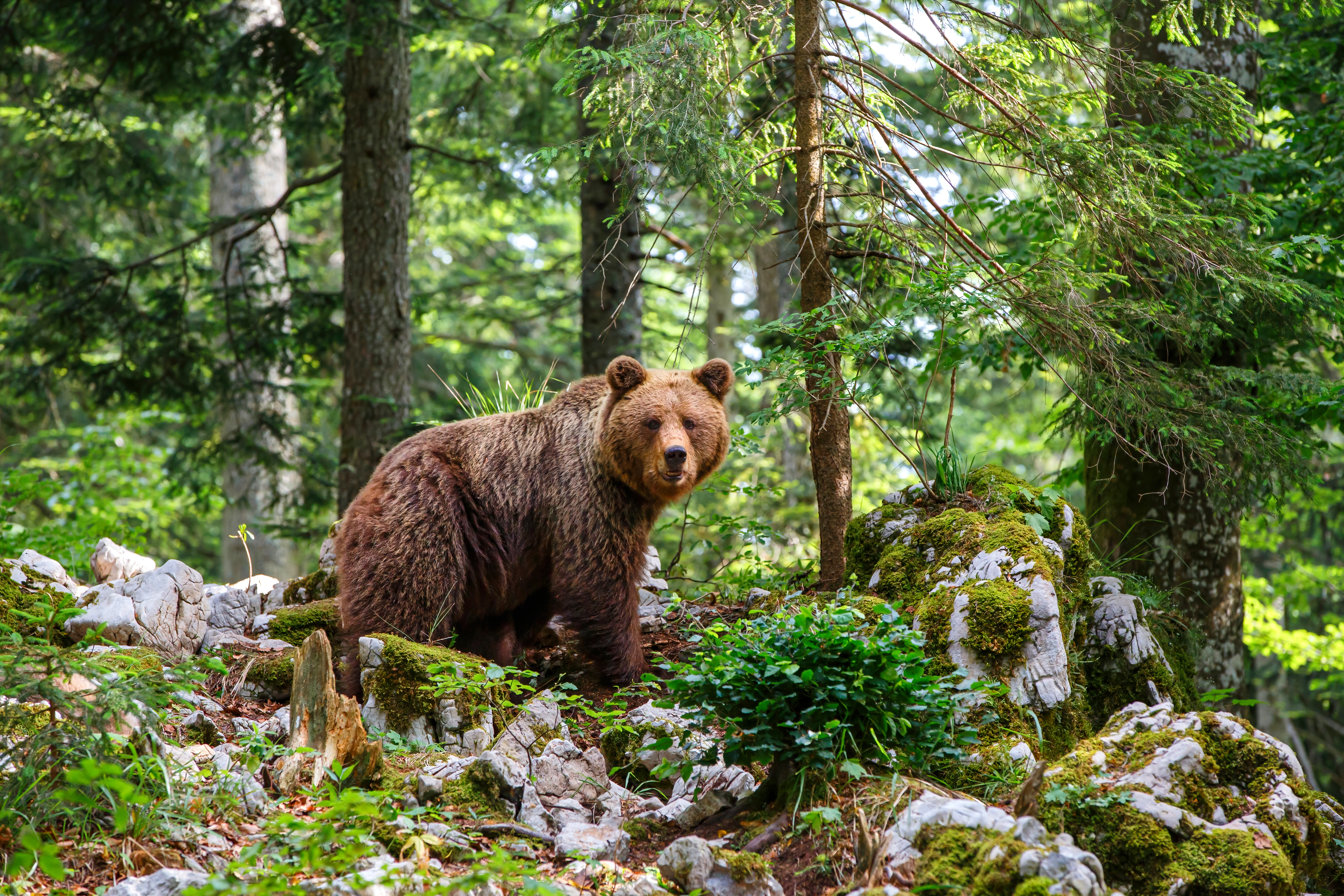 Ein Braunbär in einem Wald in den Alpen