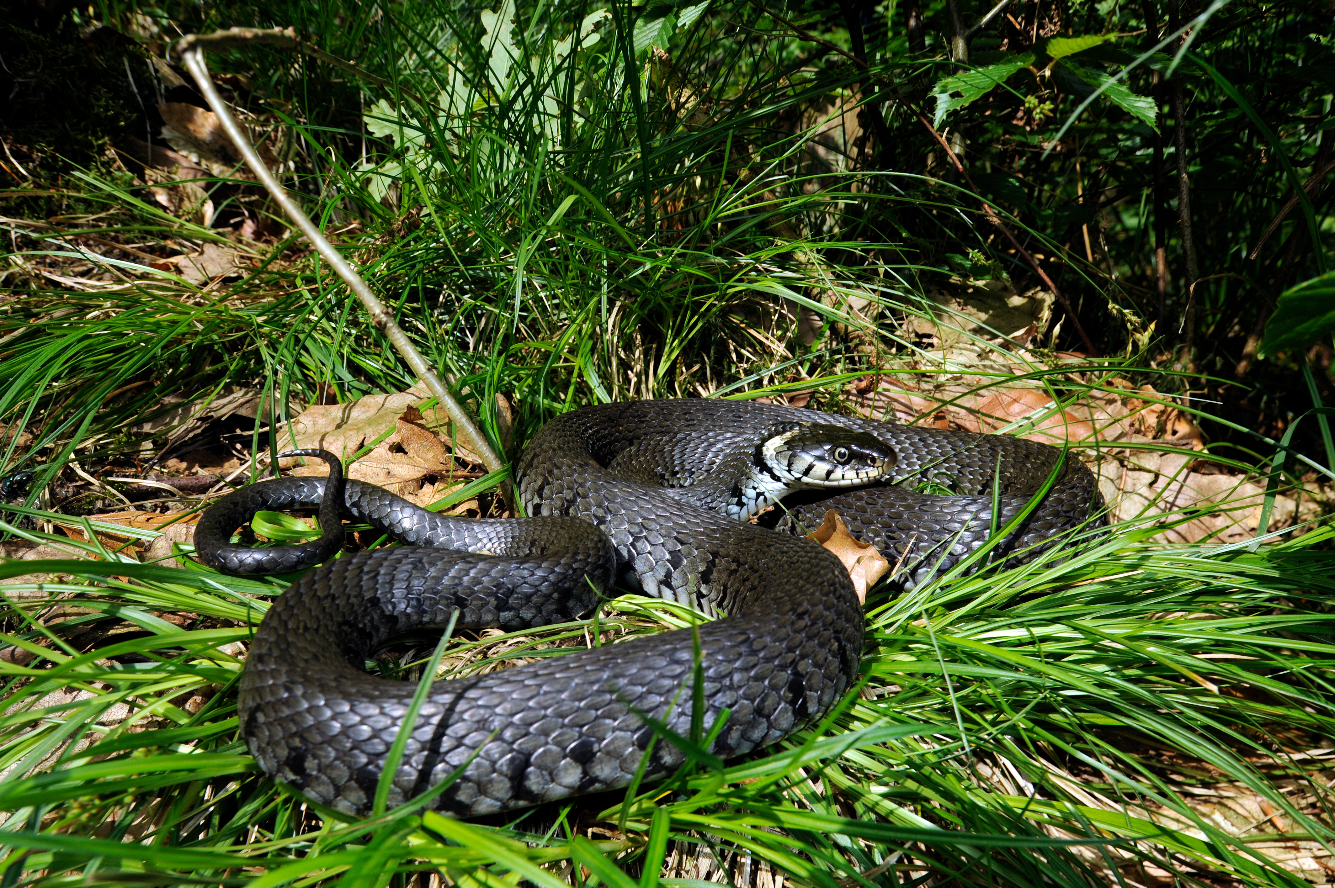 Ringelnatter in feuchten Waldgebieten