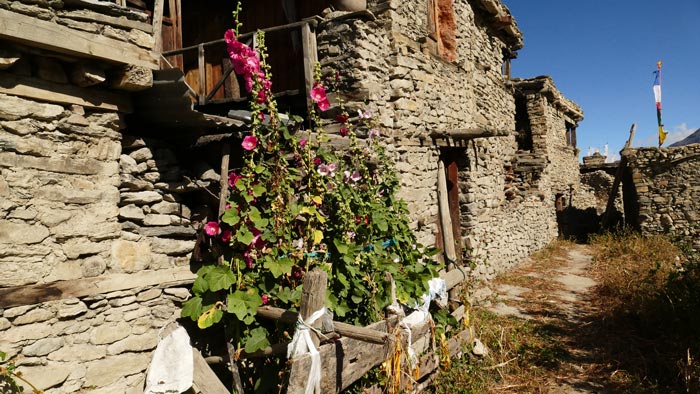 Unerwartete Blumenpracht in Manang