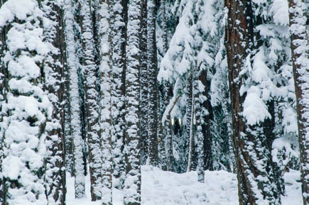 Winterwanderung durch den tief verschneiten Piburger Wald