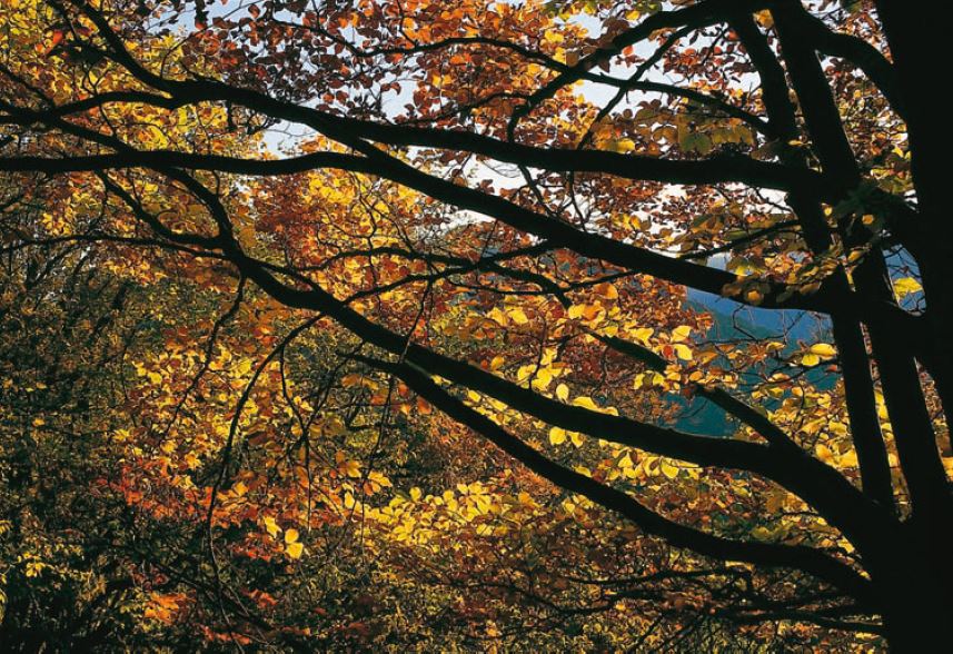 Spätherbst in den Wäldern der Gardaseeberge – ein Farbenrausch!