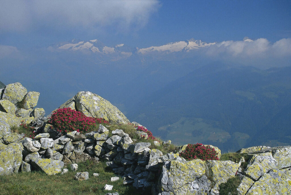 Immer ein Blickfang am Pfunderer Höhenweg: die »Skyline« des Zillertaler Hauptkamms