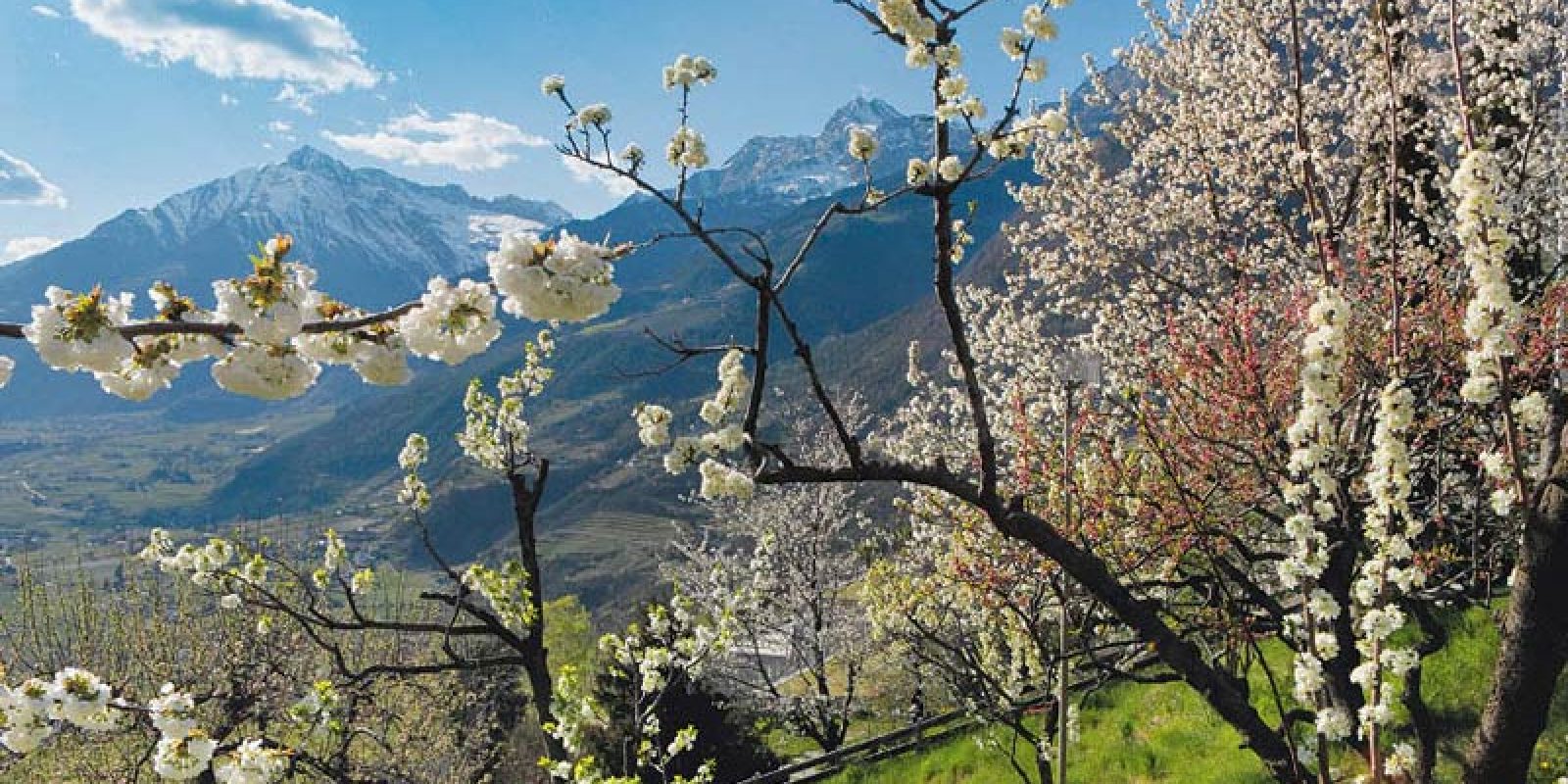 Mit der Apfelblüte hält der Frühling Einzug in die Region um Schenna.