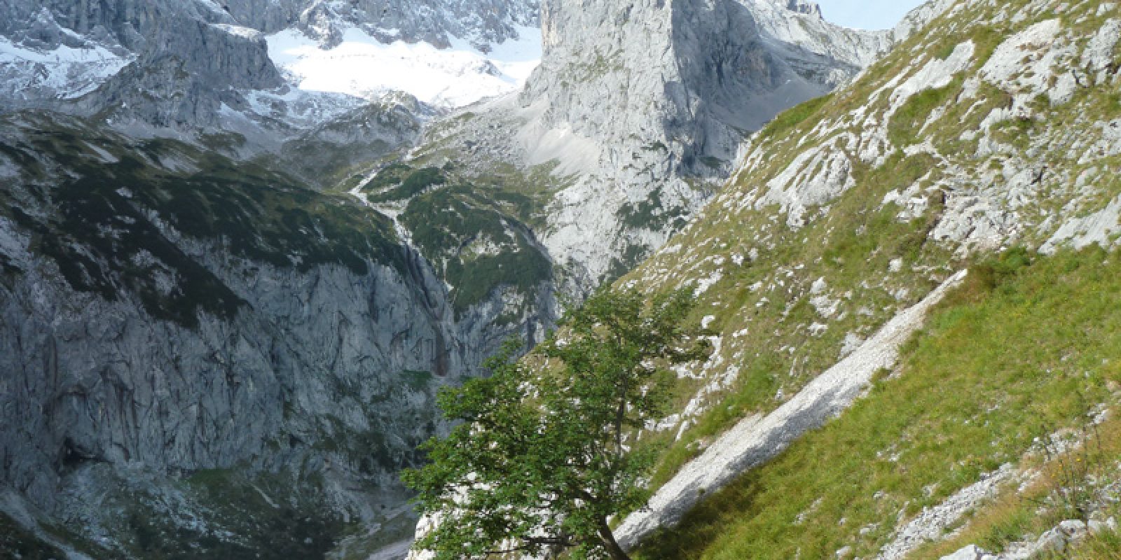 Einsamer Ahorn am Waxenstein: bessere Aussicht als vom AlpspiX, weniger los
