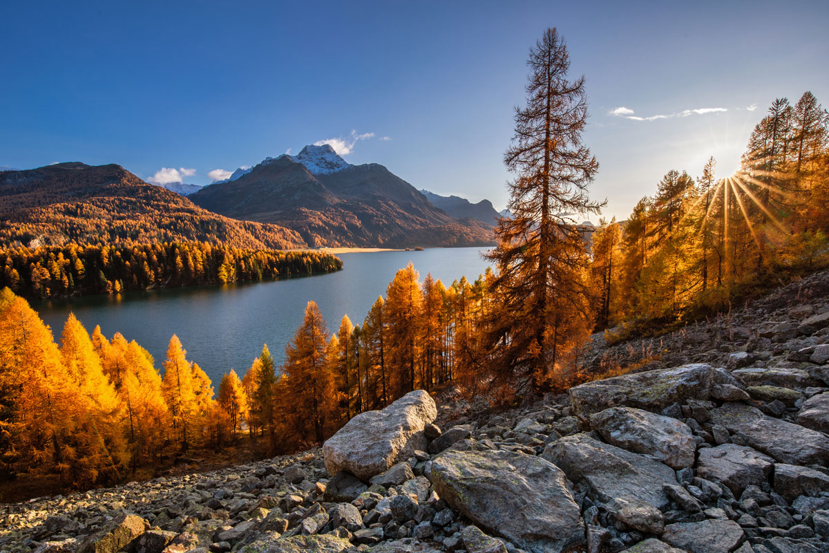 Goldene Lärchen am Silser See.